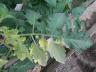 Dateiname: Cherokee Green halb grün-panaschiert kl..jpg
Größe: 149,18 KB
06.07.12, 22:37