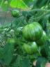 Dateiname: Green Zebra3.jpg
Größe: 79,07 KB
09.07.12, 16:22