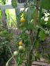 Dateiname: Golden Currant4.jpg
Größe: 116,92 KB
09.07.12, 16:24