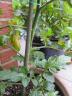 Dateiname: IMG_0040.jpg
Größe: 184,17 KB
17.06.15, 21:06
