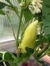 Dateiname: Paprika Feher Gelb.jpg
Größe: 71,86 KB
26.06.12, 21:09
