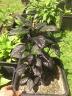 Dateiname: Foto9165.jpg
Größe: 106,2 KB
28.06.12, 15:35